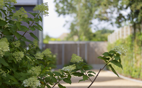 Plant of the month – Hydrangea Paniculata ‘Limelight’