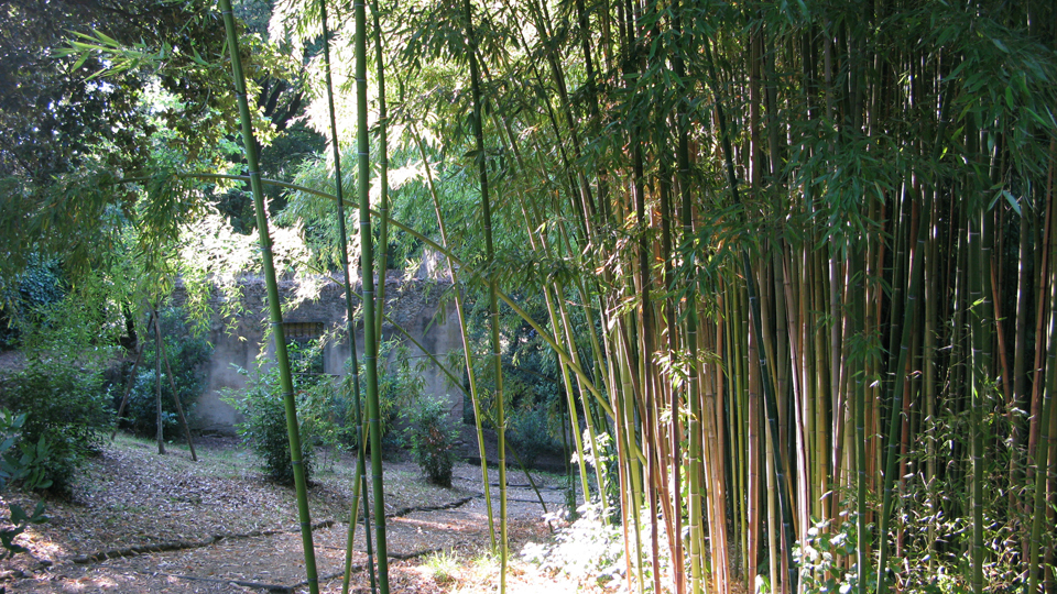 Bamboo grove at Villa Medici