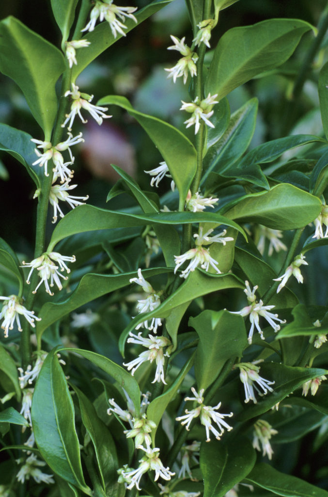 Sarcococca confusa