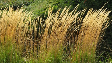 Plant Portrait - John Davies Landscape